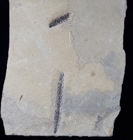 Walchia piniformis (SCHLOTHEIM 1820) - Bild © FossNet FossilienStore